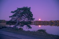 208 - THE PINE IN THE MOONLIGHT - KYTOLA JORMA - finland <div : Manamansalo